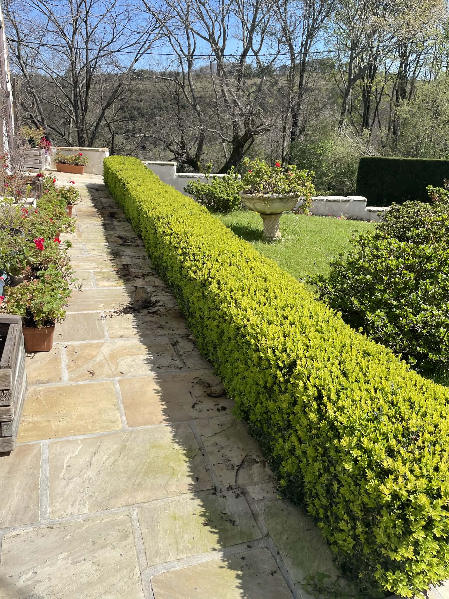 Haie non taillée avant intervention jardinier Ascain